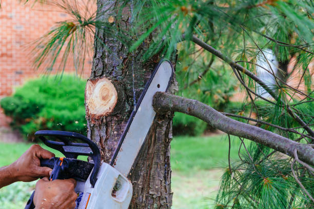 Best Tree Pruning Services  in West Liberty, KY